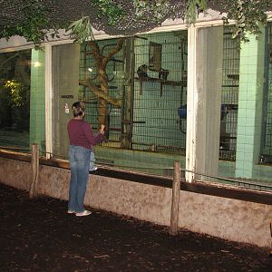 Dresden Zoo 2008 - Inside the Primate House