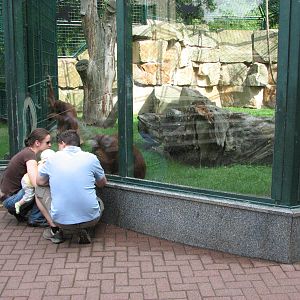Dresden Zoo 2008 - Outdoor Sumatran Orangutan exhibit