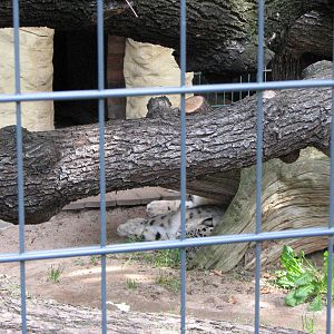 Dresden Zoo 2008 - Snow Leopard sleeping