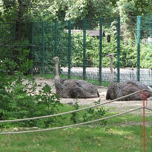 Dresden Zoo 2008 - Ostriches