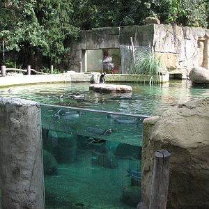 Dresden Zoo 2008 - Humboldt Penguin exhibit
