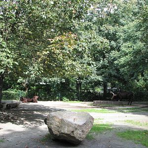 Dresden Zoo 2008 - Ankole Cattle enclosure