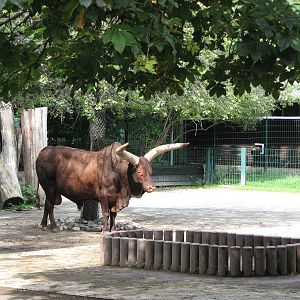 Dresden Zoo 2008 - Ankole Cattle bull