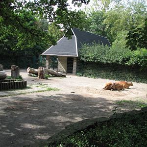 Dresden Zoo 2008 - Right side of the Javan Banteng exhibit