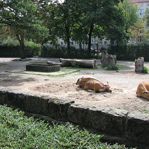 Dresden Zoo 2008 - Javan Banteng exhibit and cows