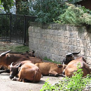 Dresden Zoo 2008 - Congo Buffalos
