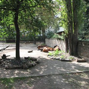 Dresden Zoo 2008 - Congo Buffalo exhibit