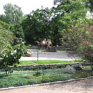 Dresden Zoo 2008 - Bactrian Camel exhibit