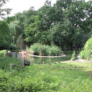 Dresden Zoo 2008 - Flamingo Lagoon