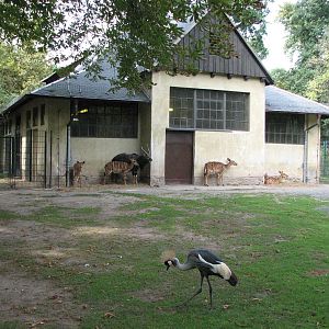 Dresden Zoo 2008 - Nyala and Crowned Crane enclosure