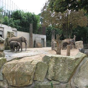 Dresden Zoo 2008 - African Elephants and the single Asiatic Elephant