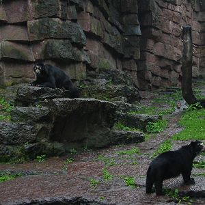 Berlin Tierpark 2004 - Spectacled Bear and cub