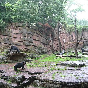 Berlin Tierpark 2004 - Spectacled Bear exhibit