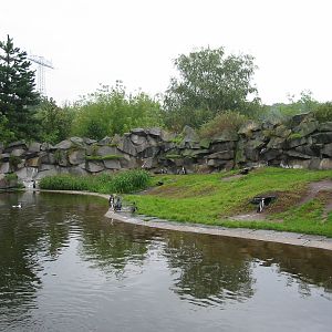 Berlin Tierpark 2004 - Different view of the Humboldt Penguin exhibit