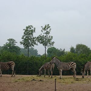 Berlin Tierpark 2004 - Chapman Zebra enclosure