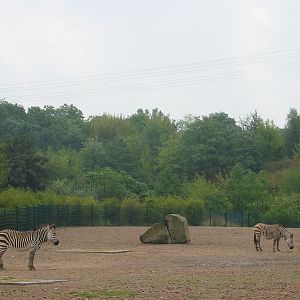 Berlin Tierpark 2004 - Hartmanns Mountain Zebra enclosure