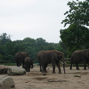 Berlin Tierpark 2004 - African Elephant group