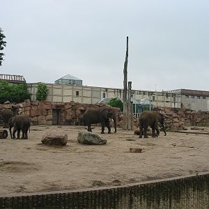 Berlin Tierpark 2004 - African Elephant exhibit at the Pachyderm House
