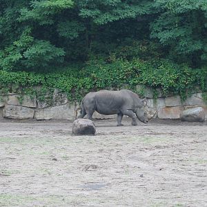 Berlin Tierpark 2004 - White Rhinoceros at the Pachyderm House