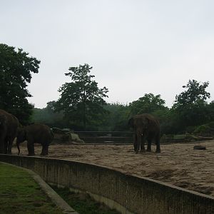 Berlin Tierpark 2004 - Asiatic Elephant exhibit at the Pachyderm House