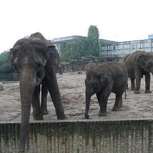Berlin Tierpark 2004 - Asiatic Elephants
