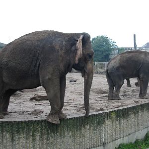 Berlin Tierpark 2004 - Asiatic Elephants