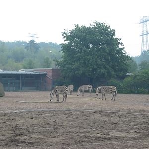 Berlin Tierpark 2004 - Hartmann Mountain Zebra enclosure
