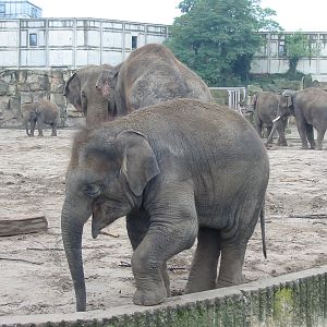 Berlin Tierpark 2004 - Young Asiatic Elephant calf