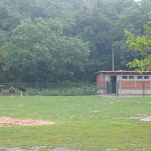 Berlin Tierpark 2004 - Ostrich enclosure