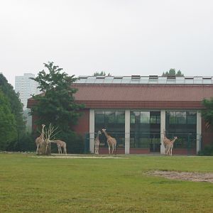 Berlin Tierpark 2004 - Massive Giraffe paddock