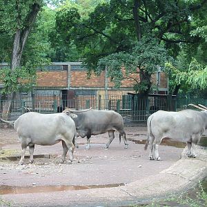 Berlin Tierpark 2004 - Asiatic Water Buffalo exhibit