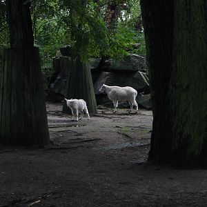 Berlin Tierpark 2004 - Rocky Mountain Goat and kid