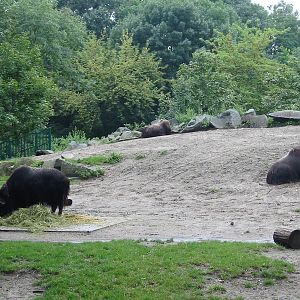 Berlin Tierpark 2004 - Musk Oxen exhibit