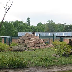 Berlin Tierpark 2004 - Outdoor Gelada Baboon exhibit at the Monkey House