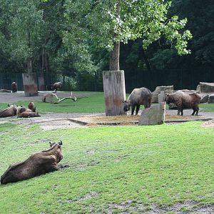 Berlin Tierpark 2004 - Mishmi Takin group