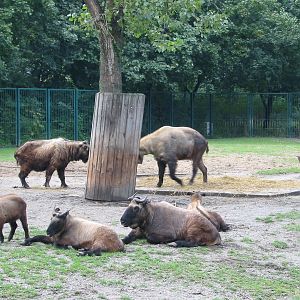 Berlin Tierpark 2004 - Mishmi Takin group