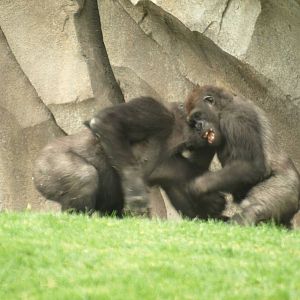 Kabuli and Thomas playing together very happy