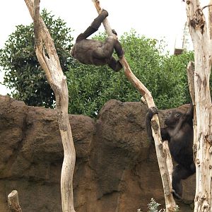 Kabuli and Thomas playing together very happy