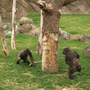 Kabuli and Thomas playing together very happy