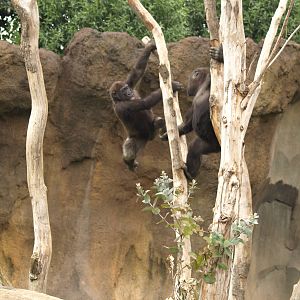 Kabuli and Thomas playing together very happy
