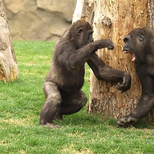 Kabuli and Thomas playing together very happy