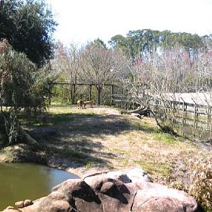 Lion's exhibit
