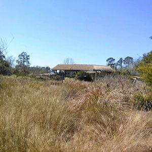 Savanna Bloom Garden