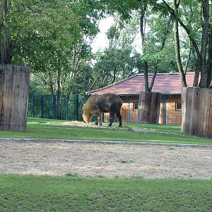 Berlin Tierpark 2004 - Sichuan Takin