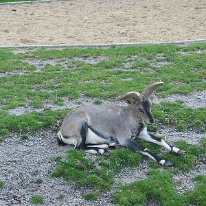 Berlin Tierpark 2004 - Bharal or Blue Sheep