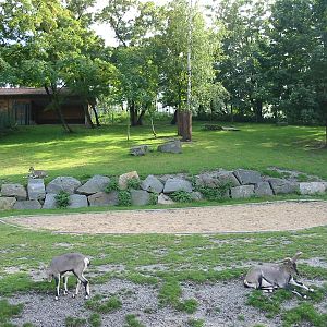 Berlin Tierpark 2004 - Bharal exhibit