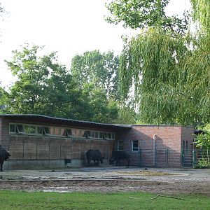 Berlin Tierpark 2004 - African Buffalo enclosure
