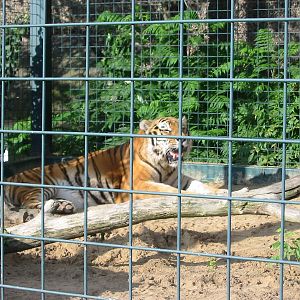 Berlin Tierpark 2004 - Siberian Tiger at the Alfred Brehm House