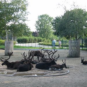 Berlin Tierpark 2004 - Reindeer enclosure