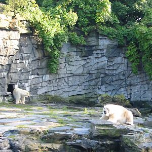 Berlin Tierpark 2004 - Polar Bears